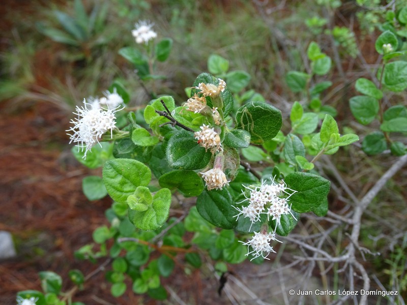 Ageratina calophylla photo 3