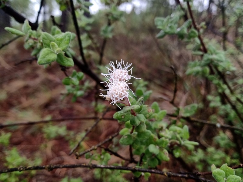 Ageratina calophylla photo 4