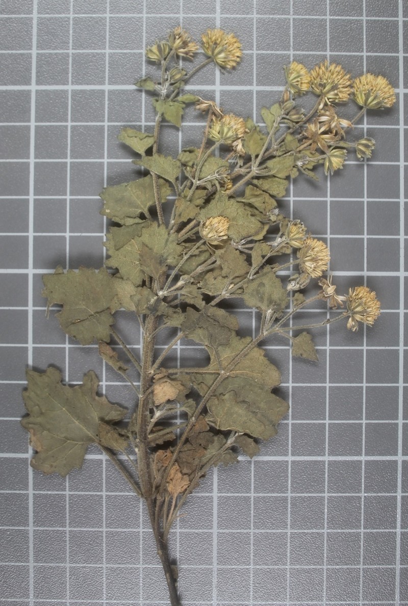 Ageratina calophylla photo 5