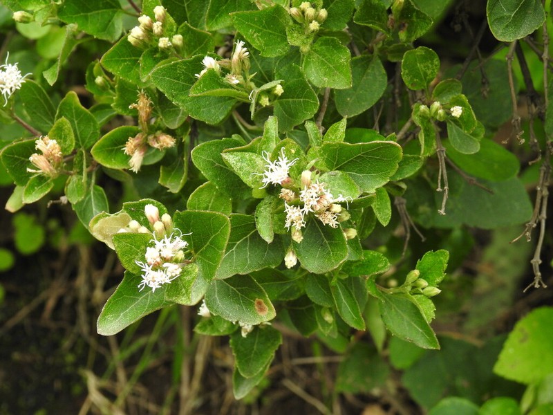 Ageratina calophylla photo 6