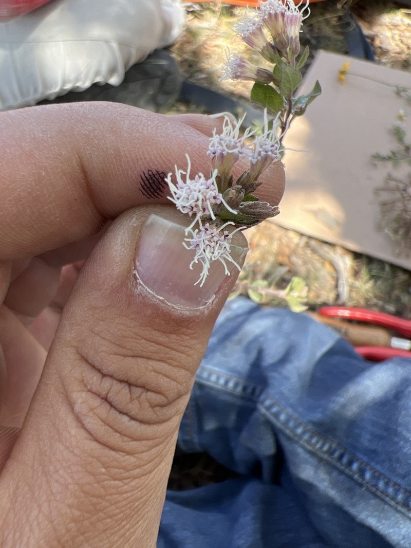 Ageratina calophylla photo 7