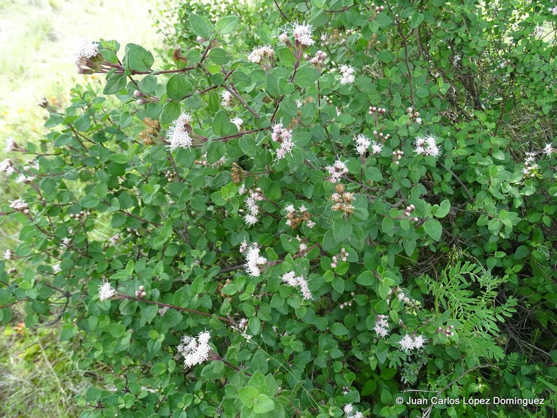 Ageratina calophylla photo 8