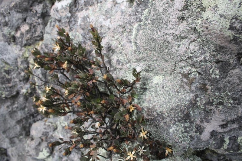 Ageratina campyloclada