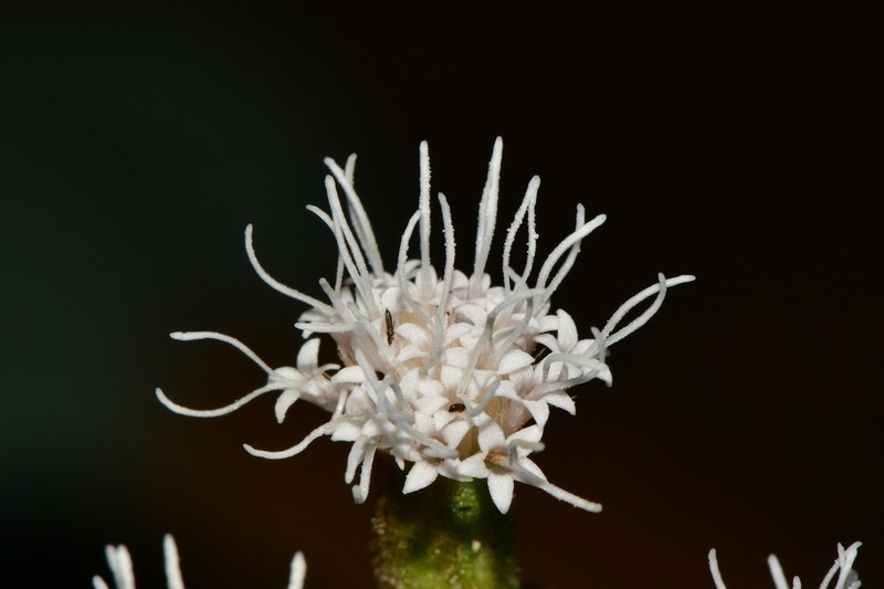 Ageratina campyloclada photo 2