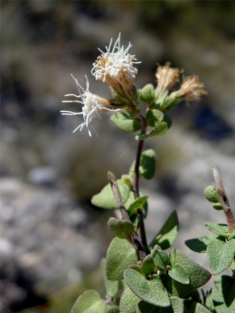 Ageratina campyloclada photo 3