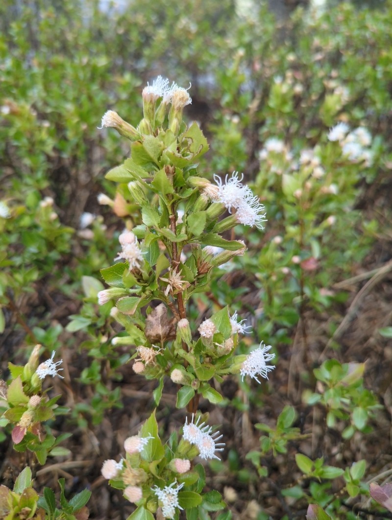 Ageratina campyloclada photo 4