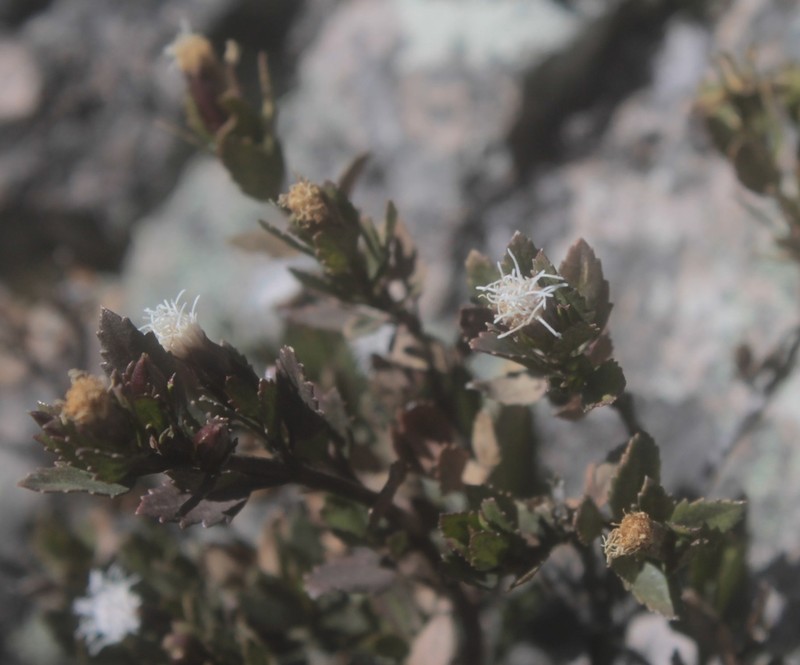 Ageratina campyloclada photo 5