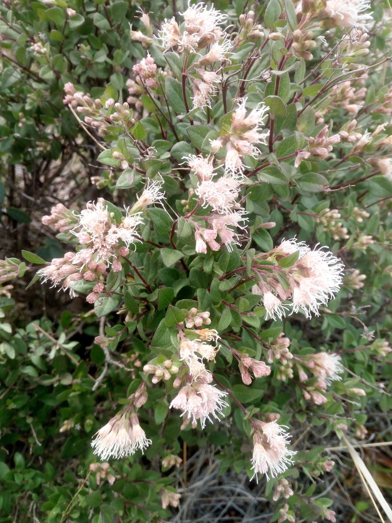 Ageratina campyloclada photo 6
