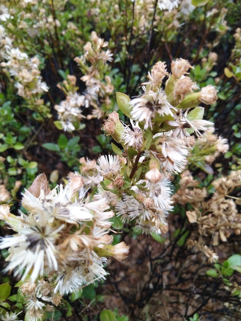 Ageratina campyloclada photo 7