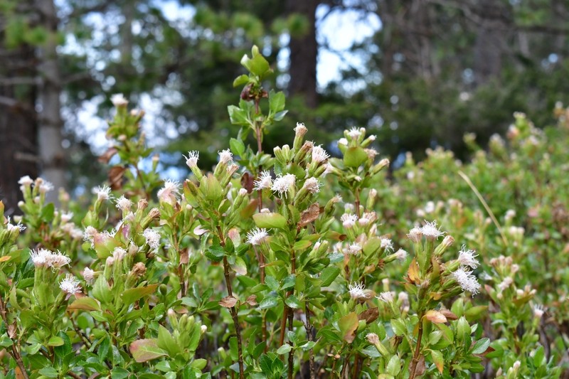 Ageratina campyloclada photo 8