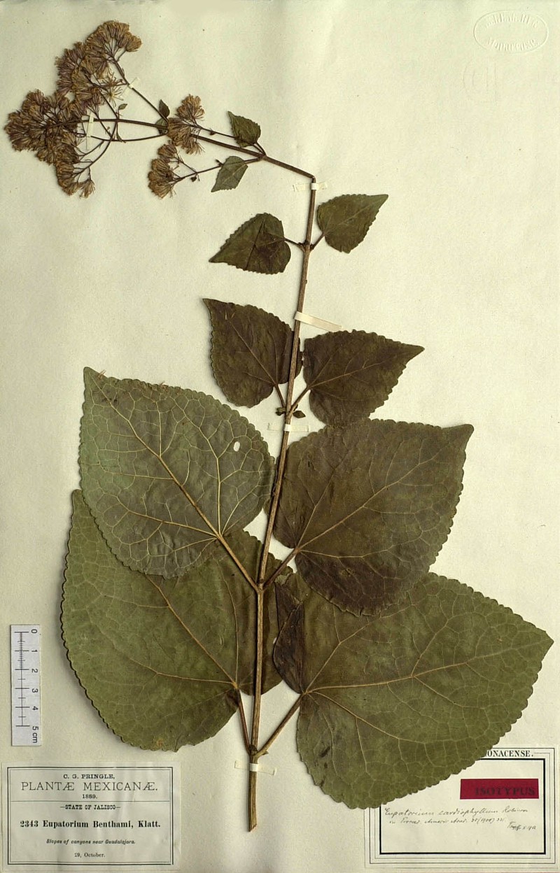 Ageratina cardiophylla