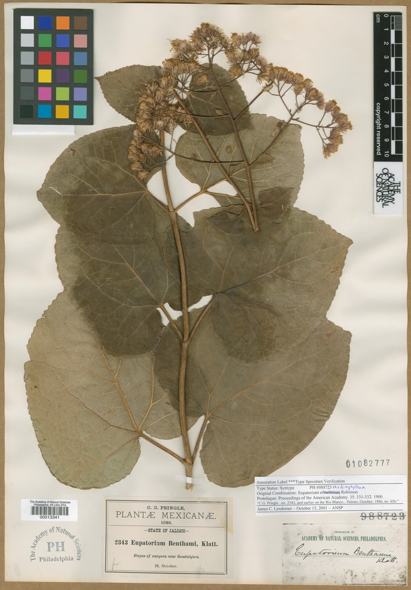 Ageratina cardiophylla photo 2