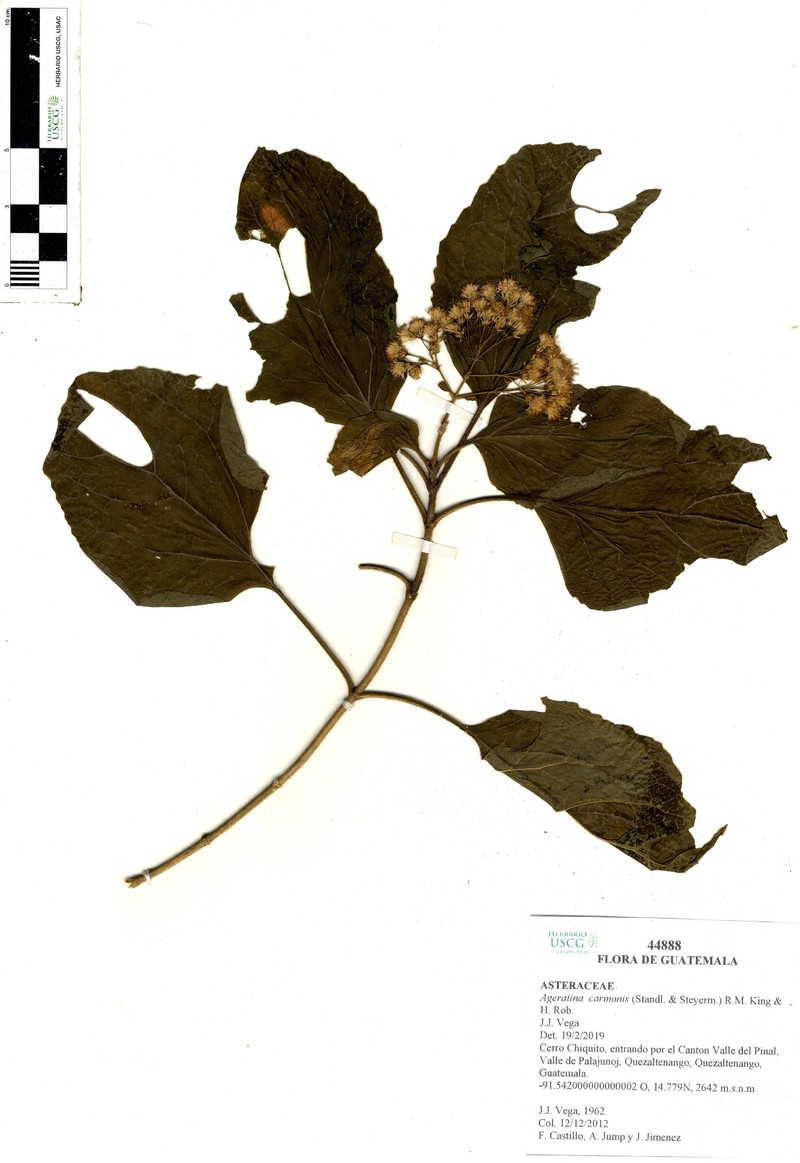 Ageratina carmonis