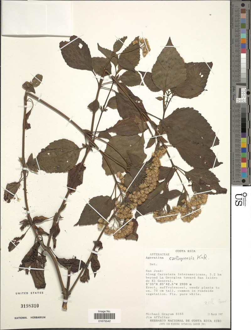Ageratina cartagoensis