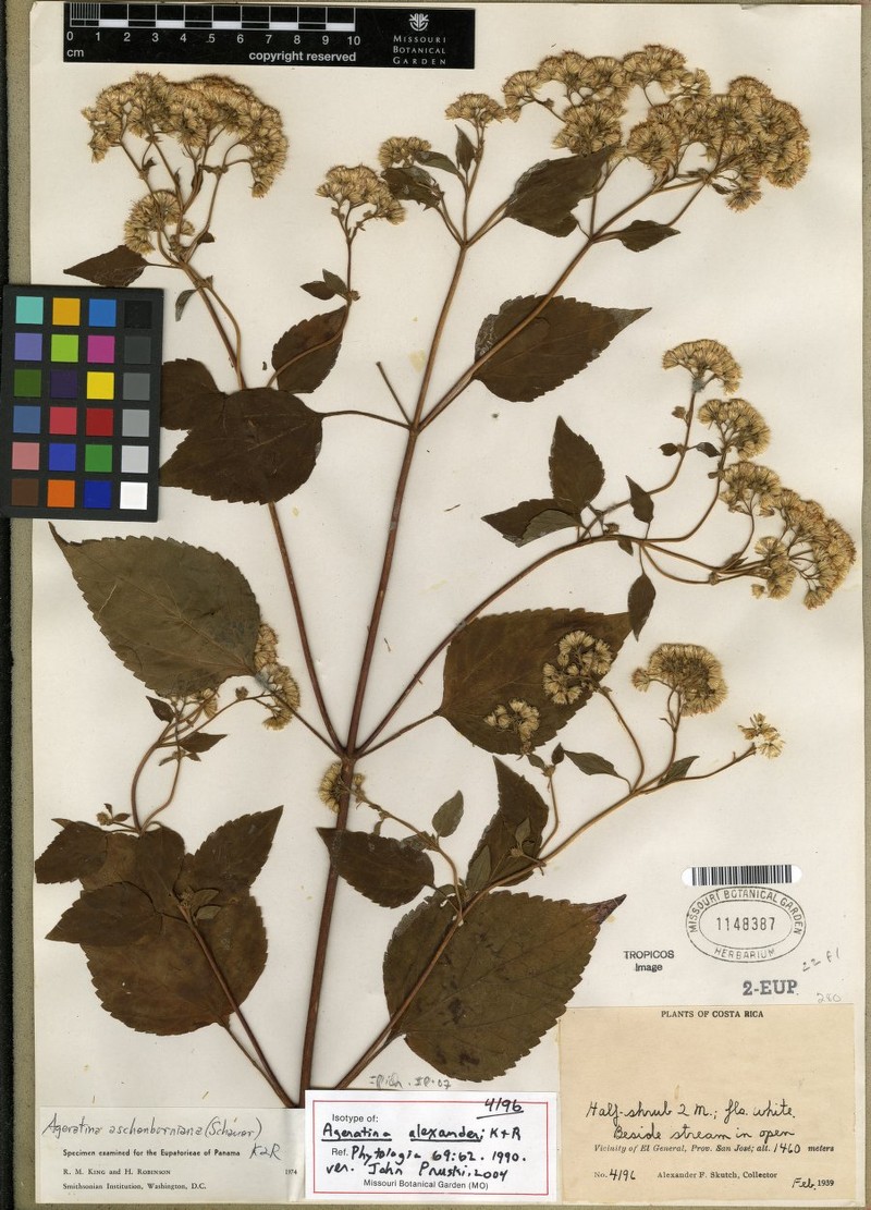 Ageratina cartagoensis photo 2