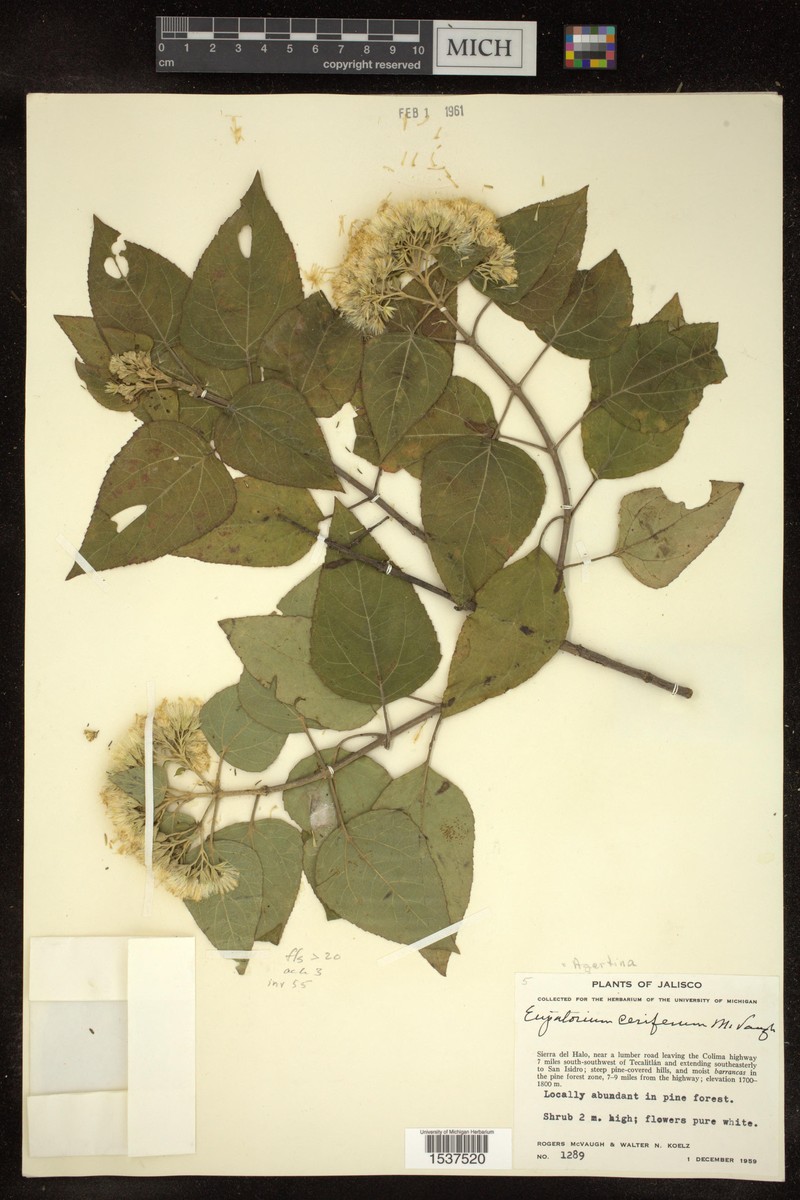 Ageratina cerifera photo 3