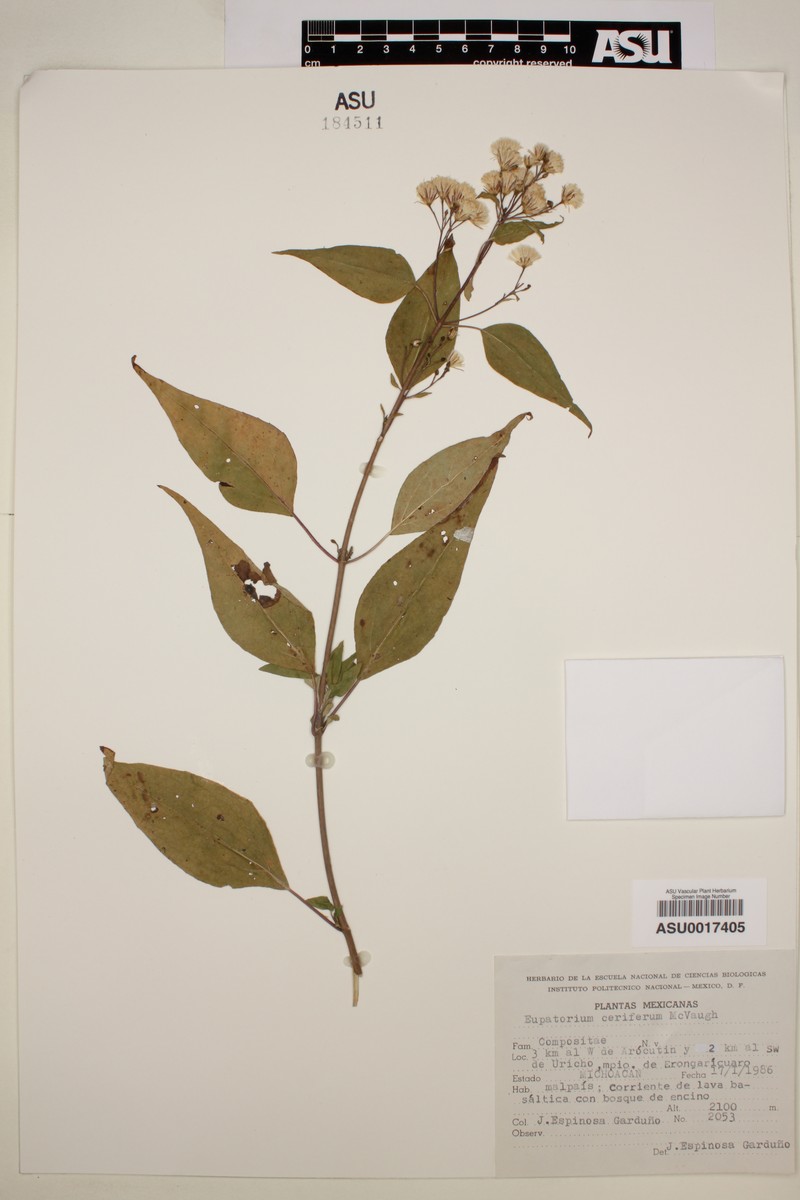 Ageratina cerifera