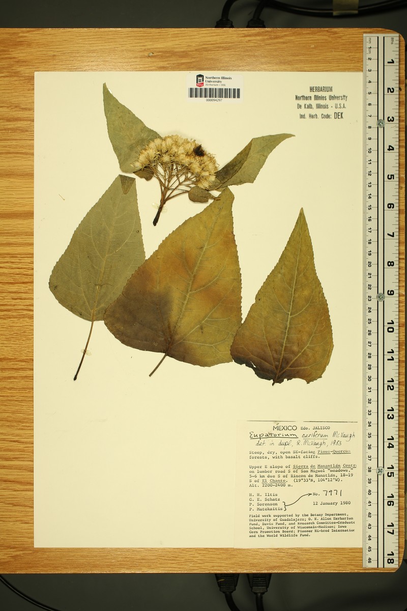 Ageratina cerifera photo 2