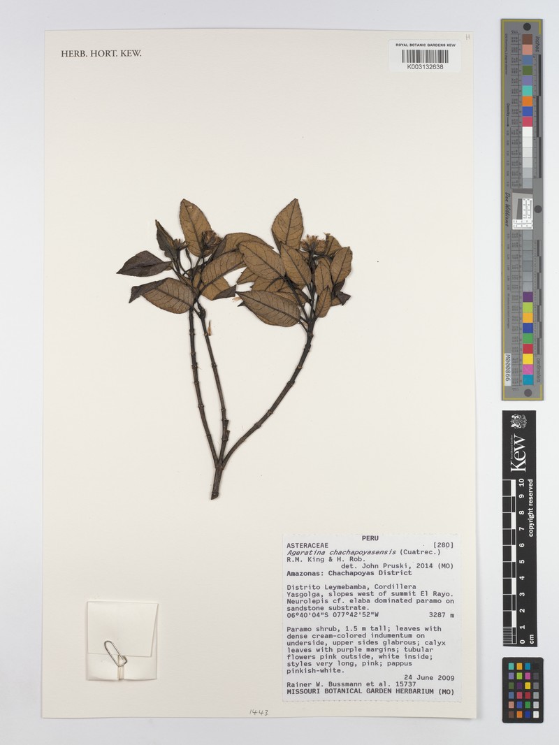 Ageratina chachapoyasensis