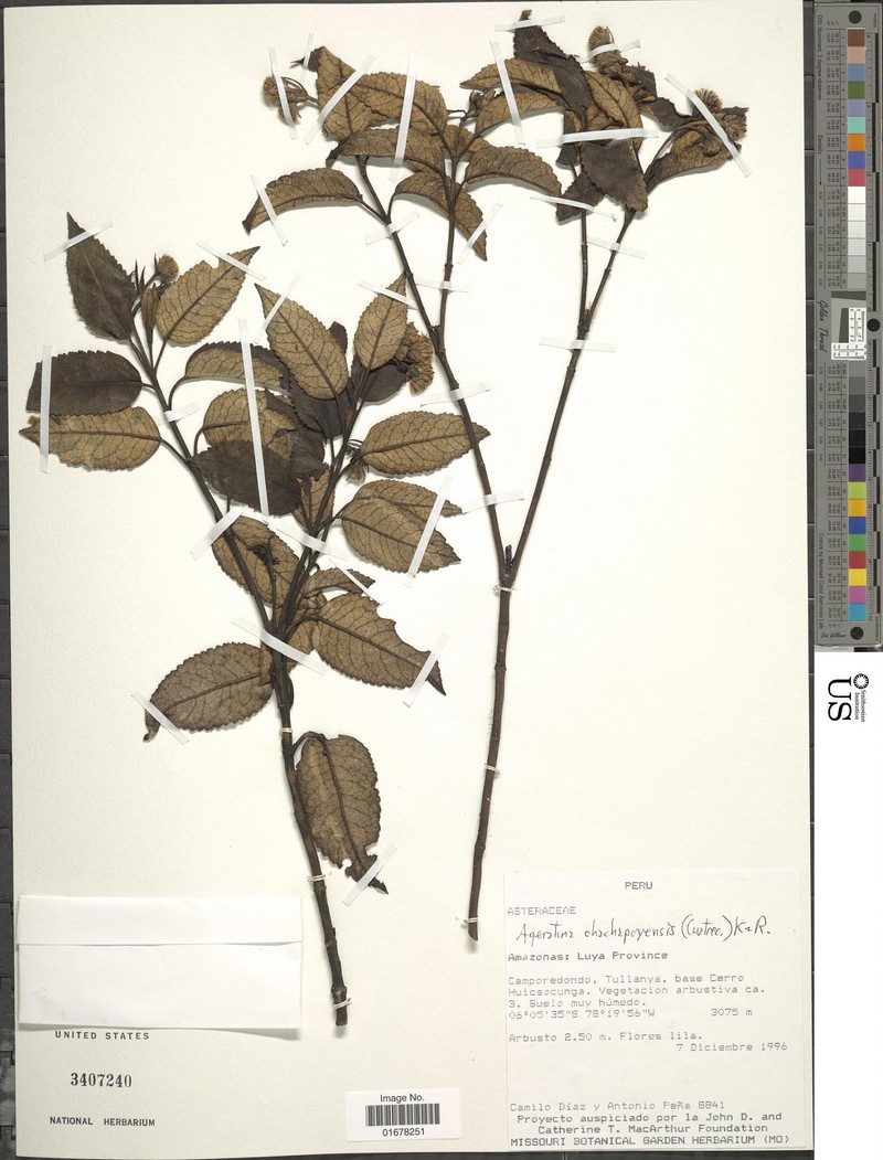 Ageratina chachapoyasensis photo 2