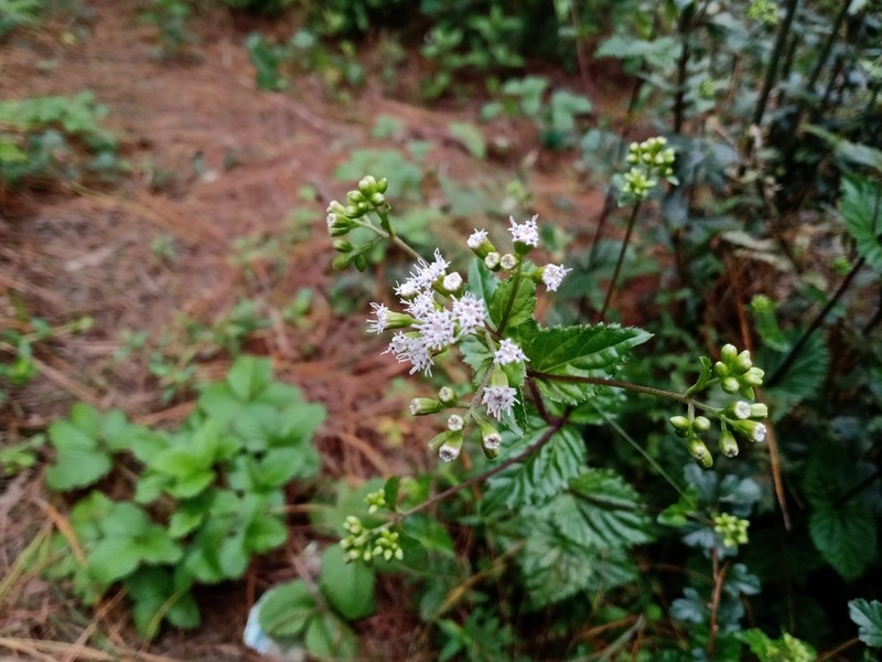 Ageratina chazaroana photo 2