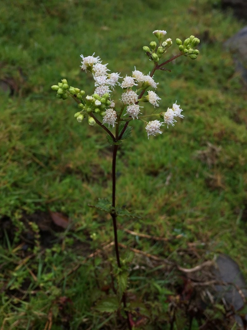Ageratina chazaroana photo 3