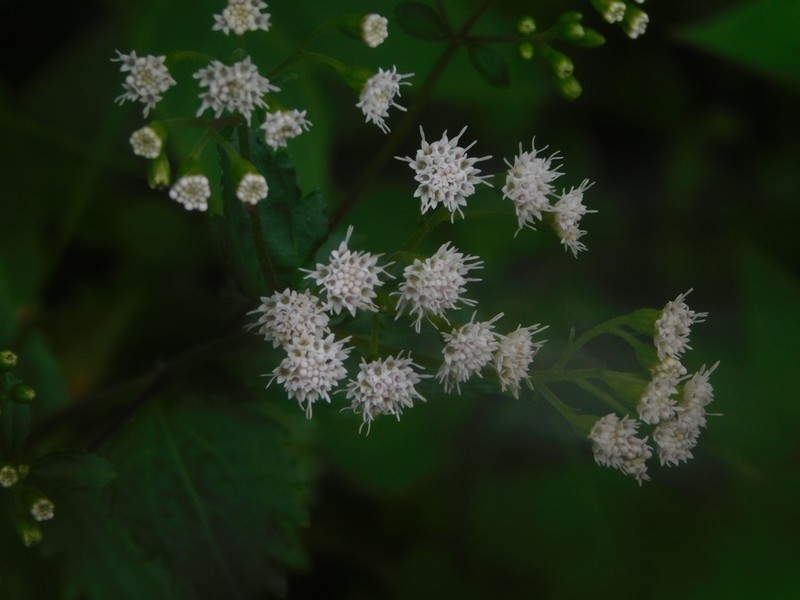 Ageratina chazaroana photo 4