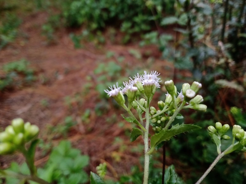 Ageratina chazaroana photo 6