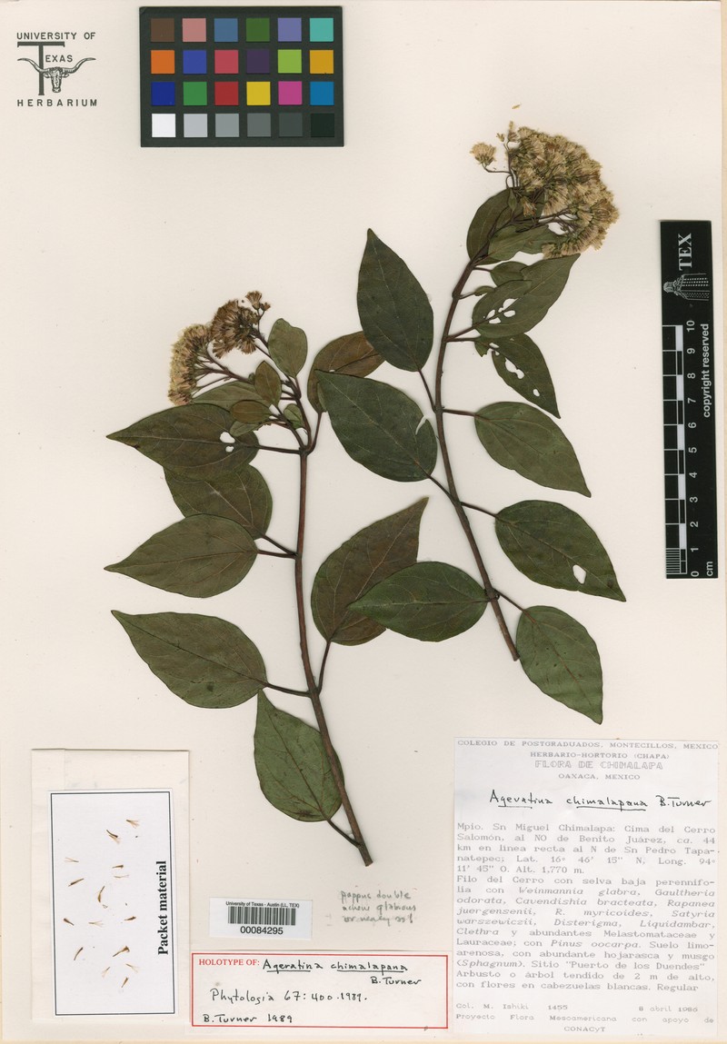 Ageratina chimalapana