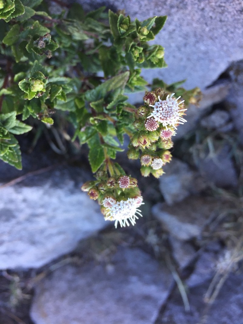 Ageratina chiriquensis