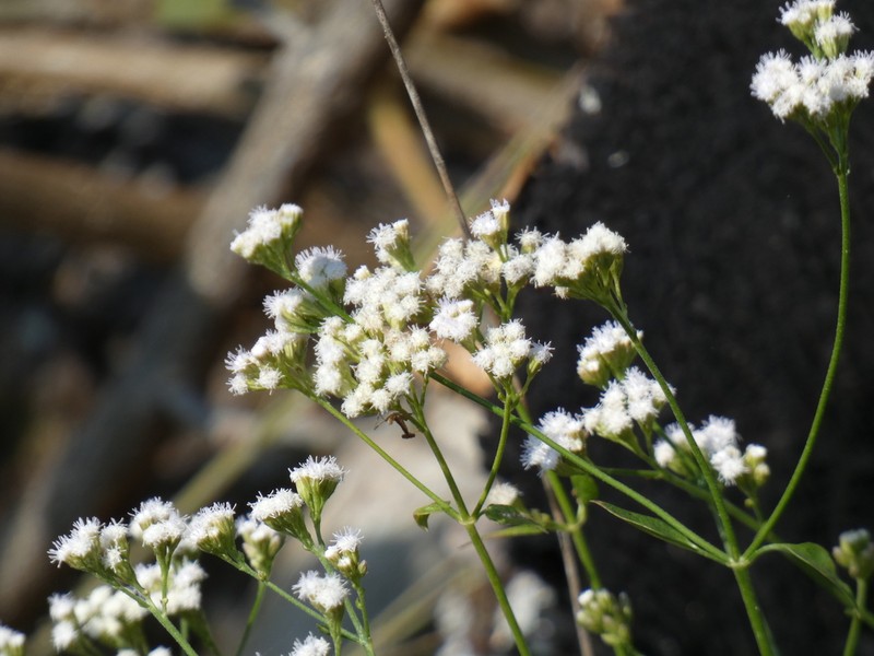 Ageratina choricephala