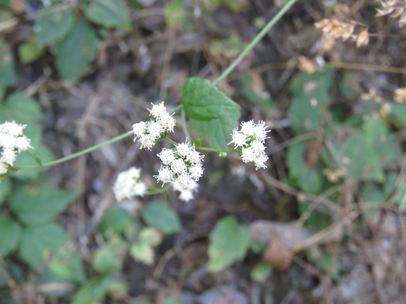 Ageratina choricephala photo 3
