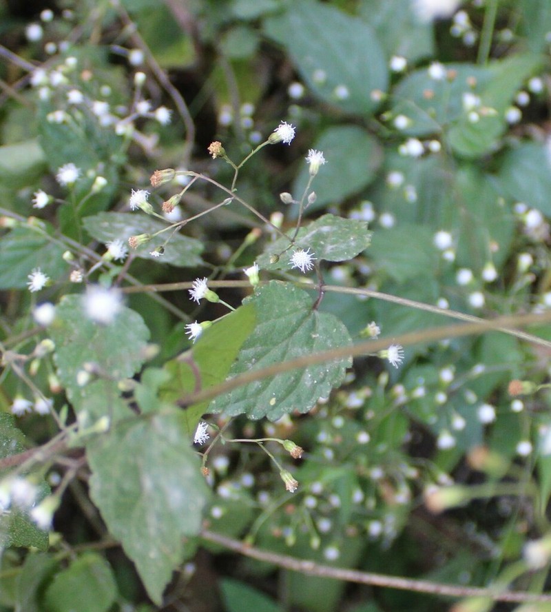 Ageratina choricephala photo 4