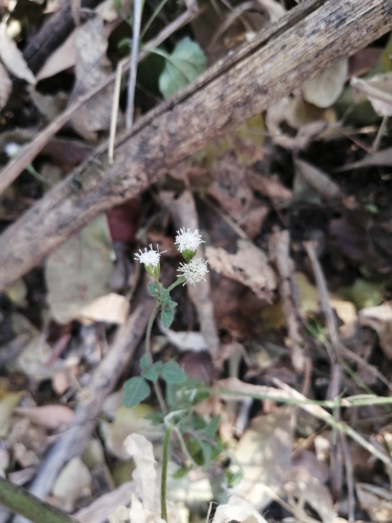 Ageratina choricephala photo 5