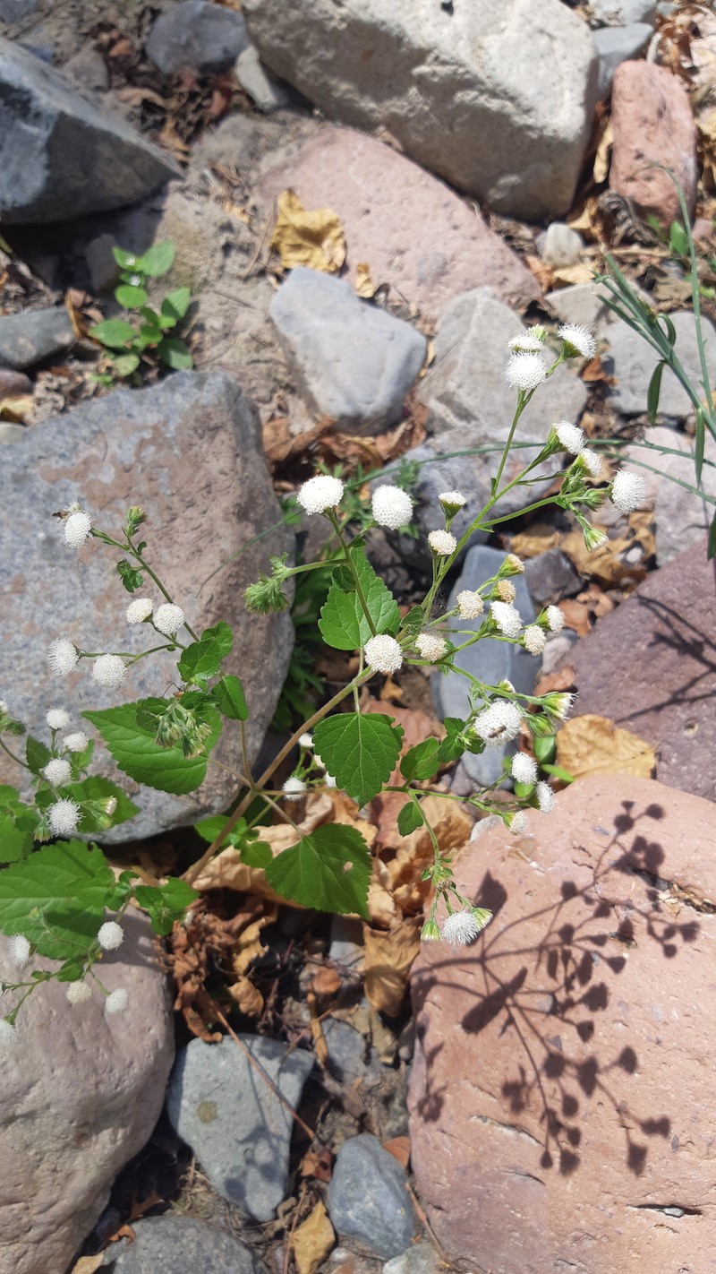 Ageratina choricephala photo 6