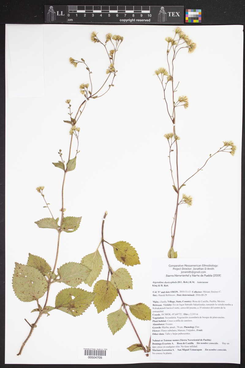 Ageratina choricephala photo 7