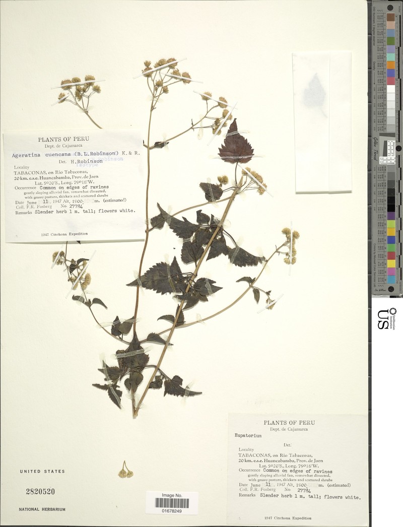Ageratina choricephaloides