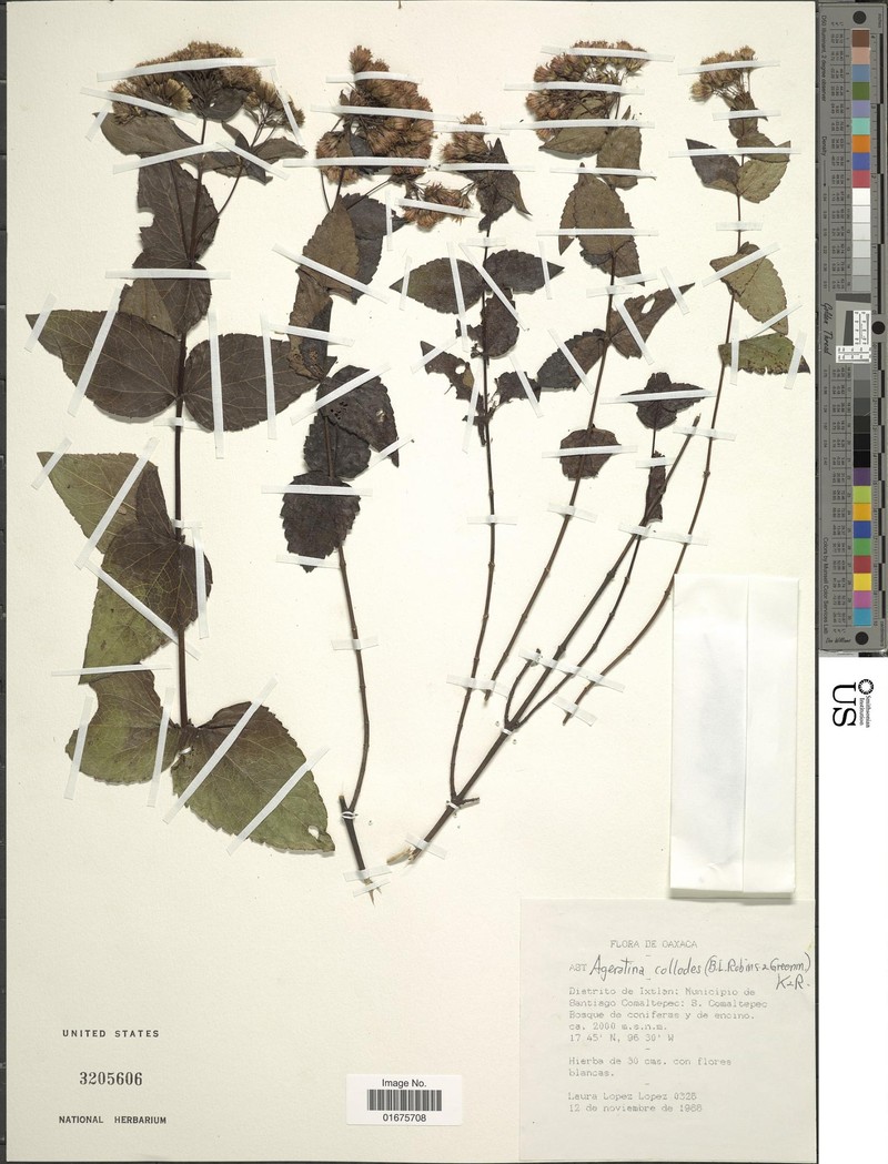 Ageratina collodes