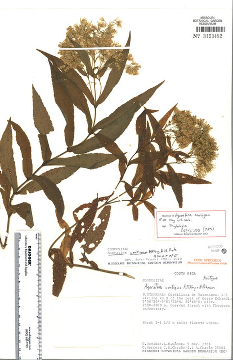 Ageratina contigua