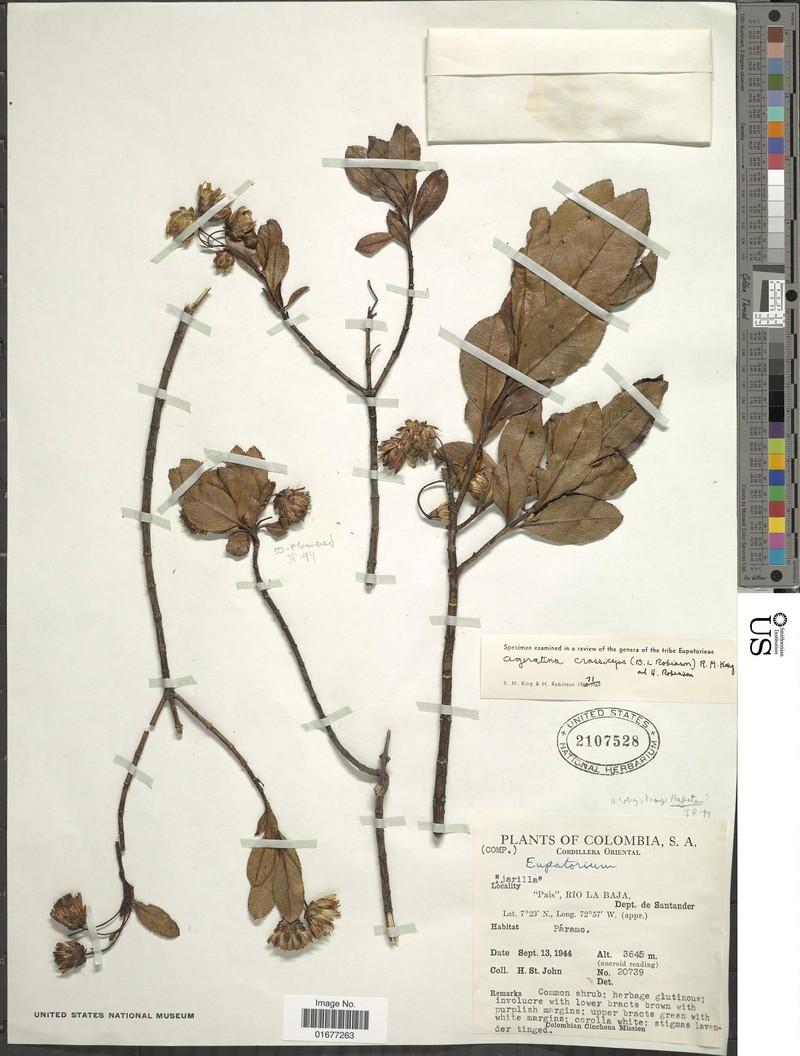 Ageratina crassiceps