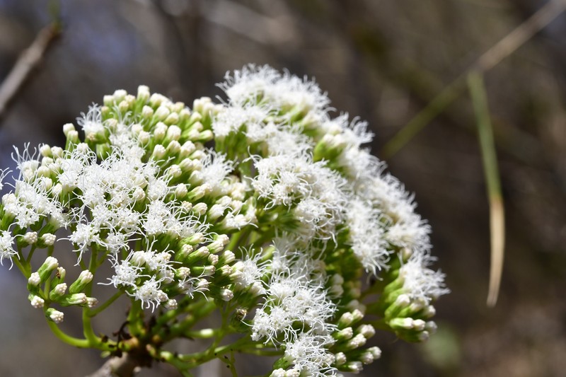 Ageratina crassiramea