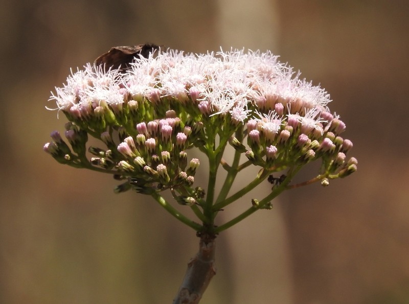Ageratina crassiramea photo 2