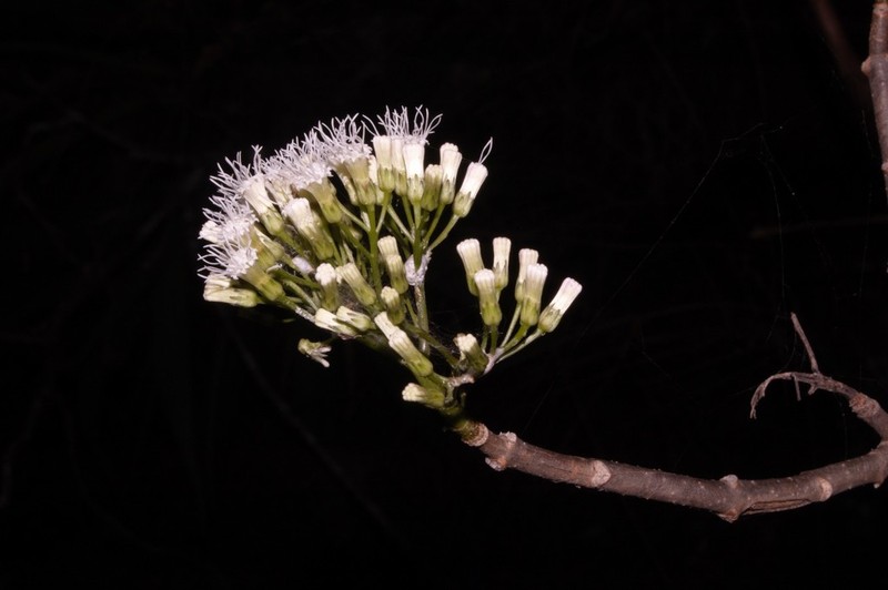 Ageratina crassiramea photo 3
