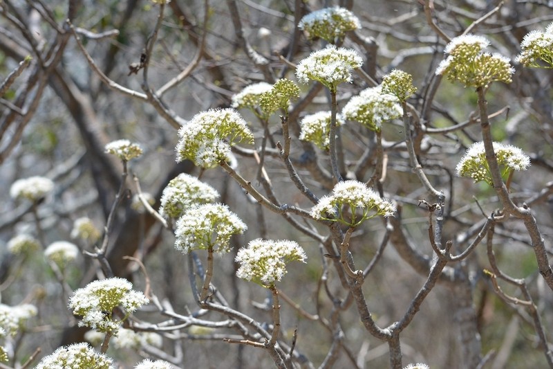 Ageratina crassiramea photo 4