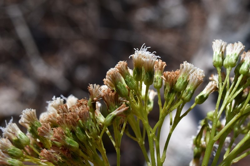 Ageratina crassiramea photo 5