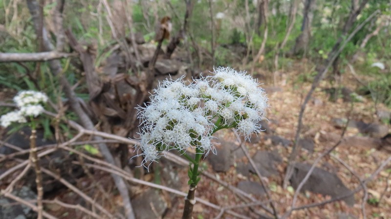 Ageratina crassiramea photo 7