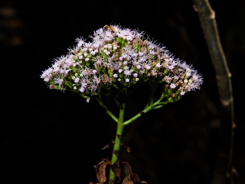 Ageratina crassiramea photo 8