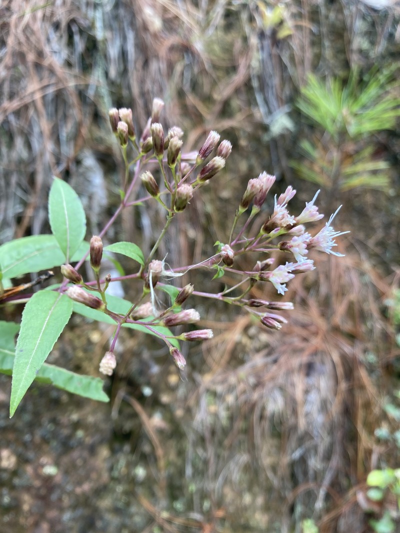 Ageratina cremasta photo 4