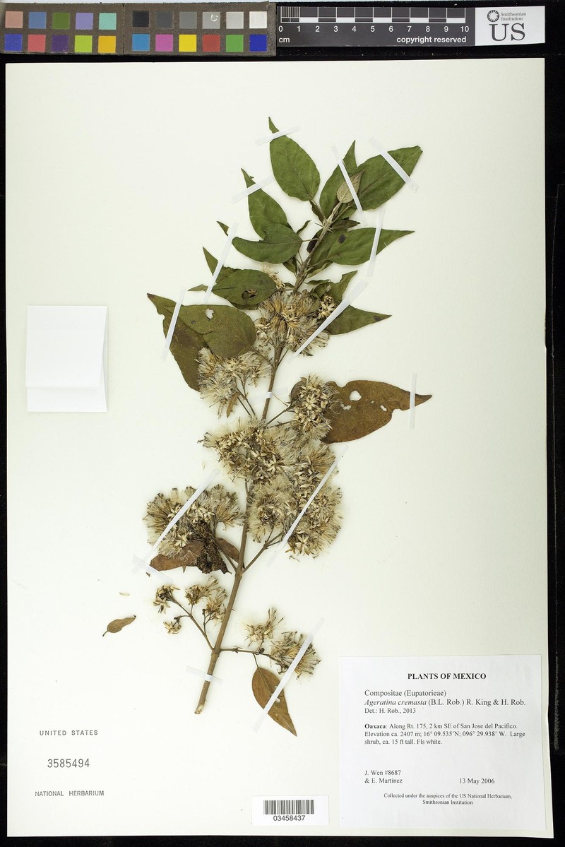 Ageratina cremasta photo 5