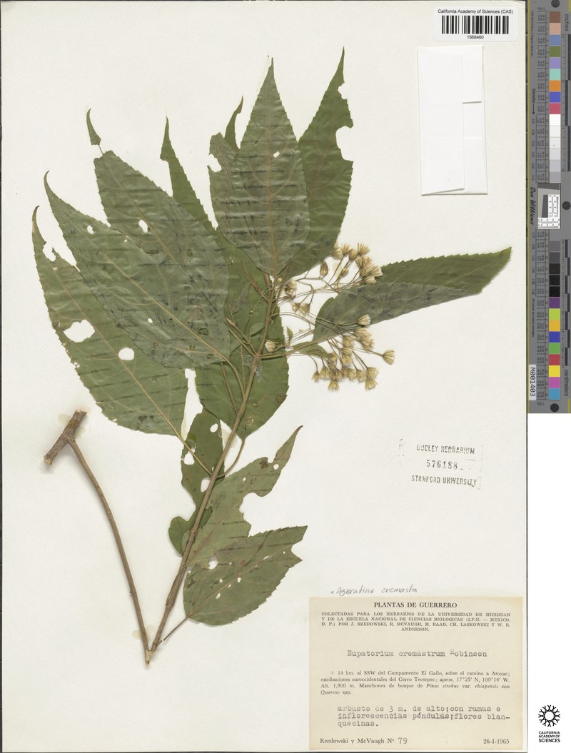 Ageratina cremasta photo 6